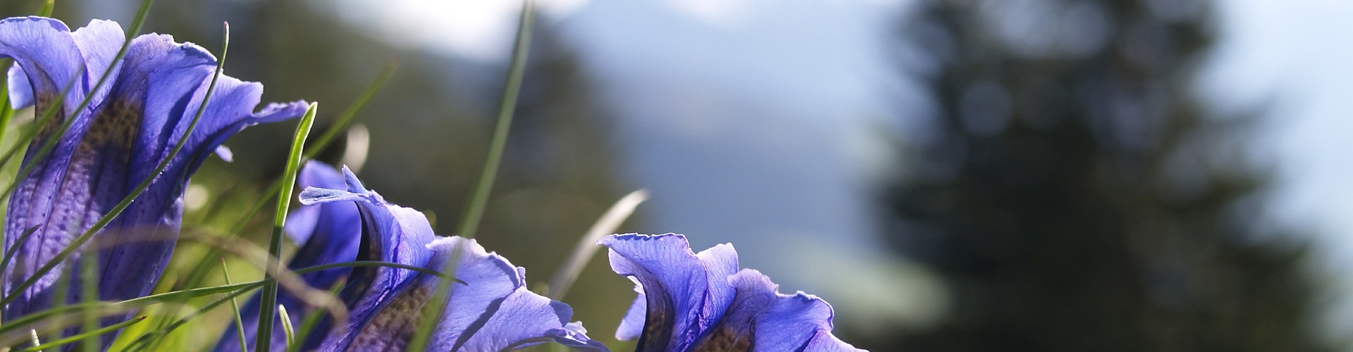 Freizeit - Nationalpark Hohe Tauern Alpenblume Enzian